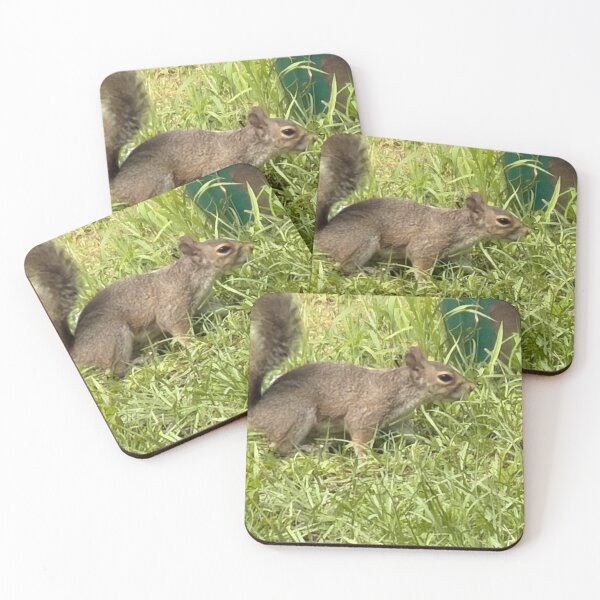 Item preview, Gray Squirrel Foraging in a Woodland Setting designed and sold by Pearls1.
