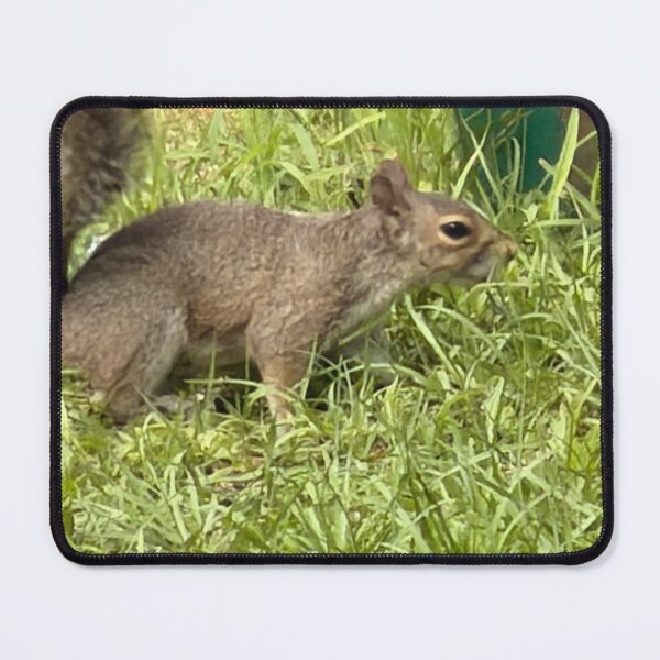 Item preview, Gray Squirrel Foraging in a Woodland Setting designed and sold by Pearls1.