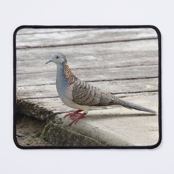 Item preview, Bar Shouldered Dove On Timber Boardwalk designed and sold by 27Tammy27.