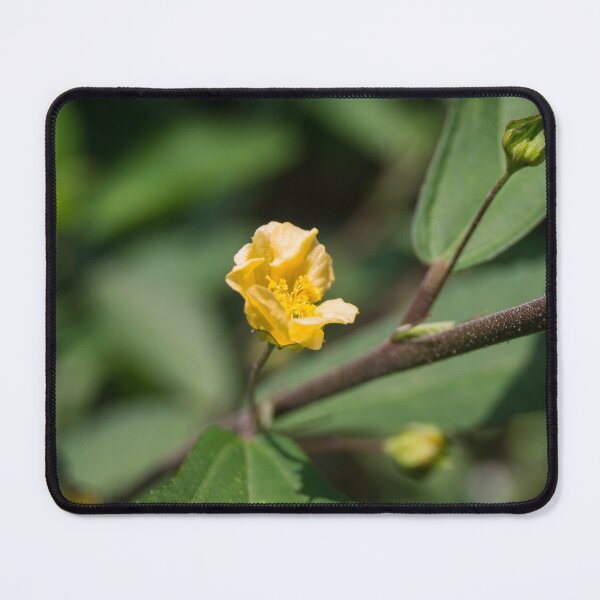 Item preview, Common Wireweed designed and sold by ROSE ANN BANILAR.