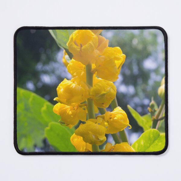 Item preview, Candle Bush Plant_02 designed and sold by ROSE ANN BANILAR.