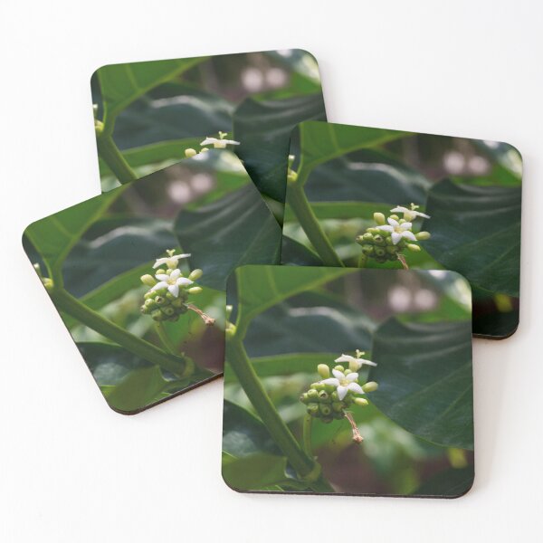 Item preview, Noni Tree Flower designed and sold by ROSE ANN BANILAR.