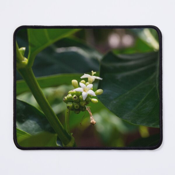 Item preview, Noni Tree Flower designed and sold by ROSE ANN BANILAR.