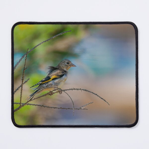 Item preview, Juvenile Goldfinch Perched designed and sold by Ralph Goldsmith.