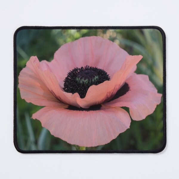 Item preview, Vibrant Pink Oriental Poppy Blossom designed and sold by Georgia Mizuleva.