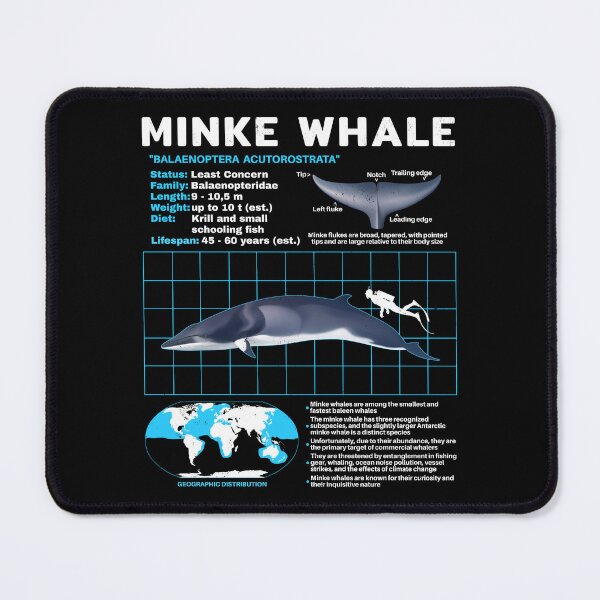 Item preview, Copy of Minke whale data sheet designed and sold by NicGrayGraphic.