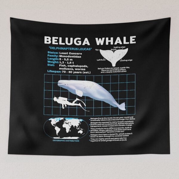 Item preview, Beluga White Whale Fact Sheet designed and sold by NicGrayGraphic.