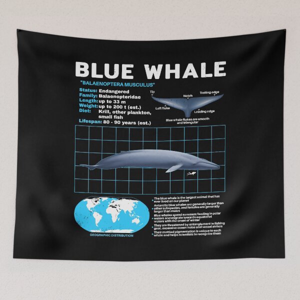 Item preview, Blue Whale Fact Sheet designed and sold by NicGrayGraphic.