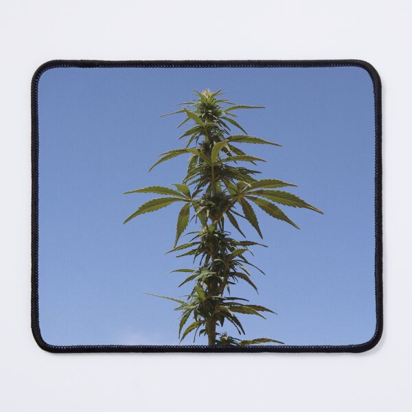 Item preview, The happiness plant grows beautifully designed and sold by diabphotography.