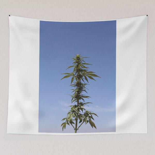 Item preview, The happiness plant grows beautifully designed and sold by diabphotography.