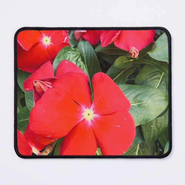 Item preview, Vivid Red Periwinkle Flowers Garden Photography designed and sold by BalkanBloom.