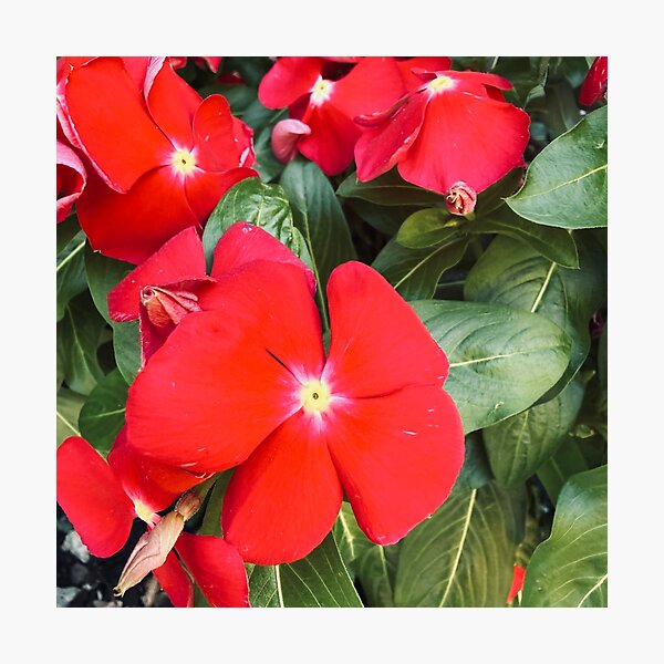 Item preview, Vivid Red Periwinkle Flowers Garden Photography designed and sold by BalkanBloom.