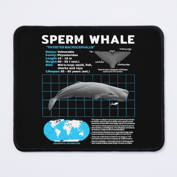 Item preview, Sperm whale data sheet designed and sold by NicGrayGraphic.