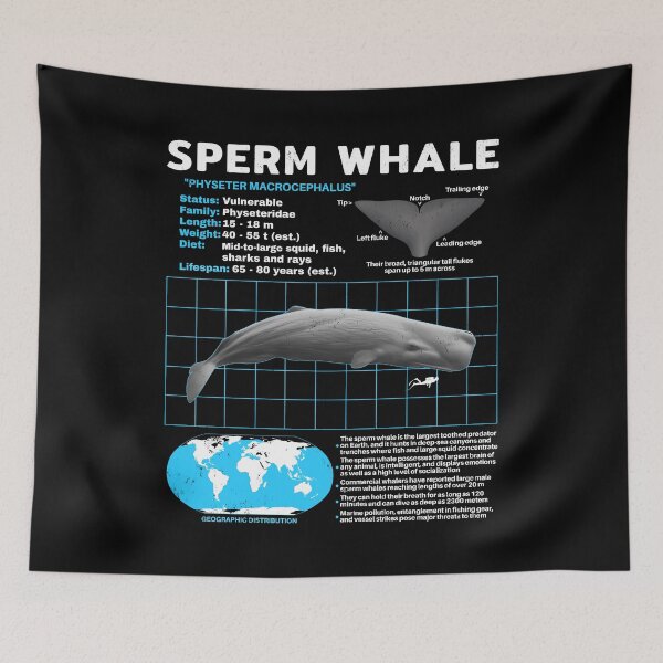 Item preview, Sperm whale data sheet designed and sold by NicGrayGraphic.