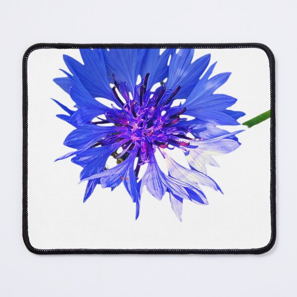 Item preview, Cornflower designed and sold by ViolciArt.