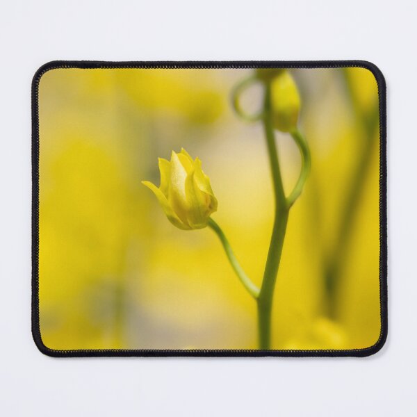 Item preview, Golden yellow oncidium orchid bud in dreamy bokeh designed and sold by TanalyFlowers.
