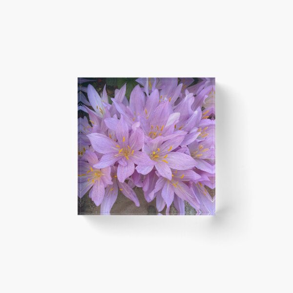 Item preview, Saffron Crocus Flowers designed and sold by Heatherian.