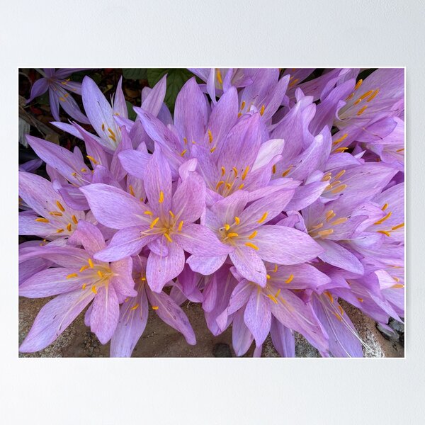 Item preview, Saffron Crocus Flowers designed and sold by Heatherian.
