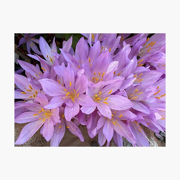 Item preview, Saffron Crocus Flowers designed and sold by Heatherian.