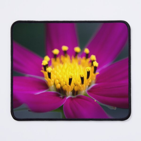 Item preview, Elegant magenta cosmos dancing in the moody bokeh designed and sold by TanalyFlowers.
