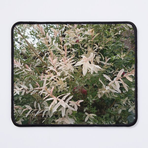 Item preview, White Star Jasmine Blossoms in Garden designed and sold by PhuongVoArt.