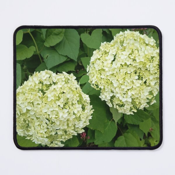 Item preview, White Hydrangea Blossoms designed and sold by PhuongVoArt.