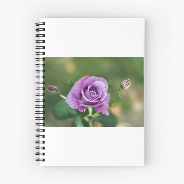 Item preview, Violet rose designed and sold by XaviFotografia.