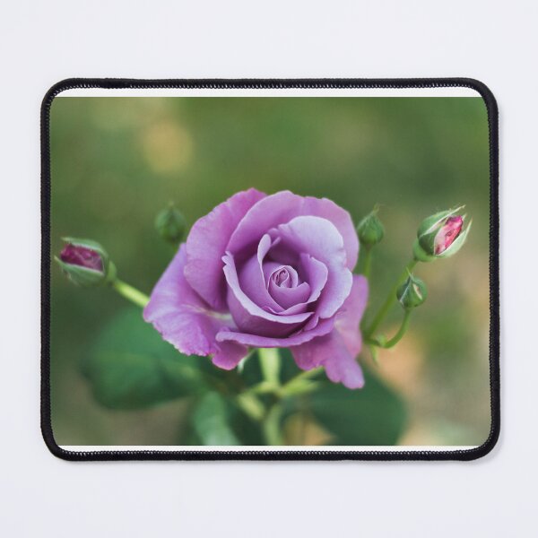 Item preview, Violet rose designed and sold by XaviFotografia.