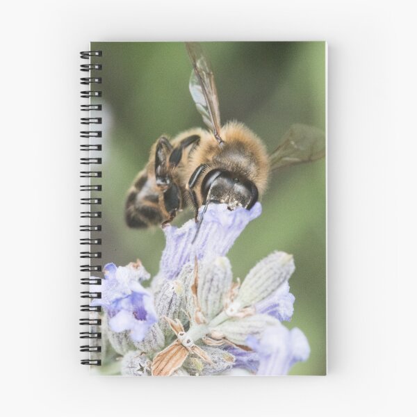 Aperçu de l'œuvre Abeille butinant du nectar créée et vendue par XaviFotografia.