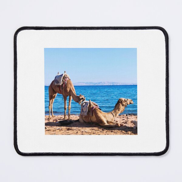 Item preview, camel, egypt  designed and sold by Kasia1987t.