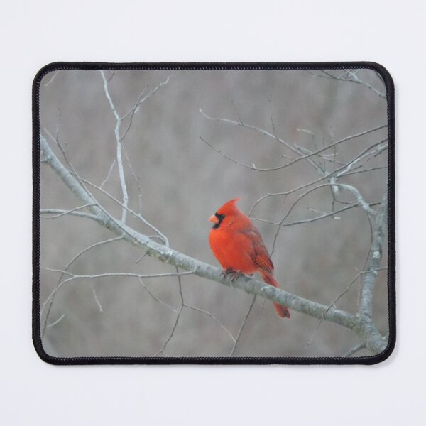 Item preview, Northern Cardinal: A Winter Icon designed and sold by PerinOnTheRocks.