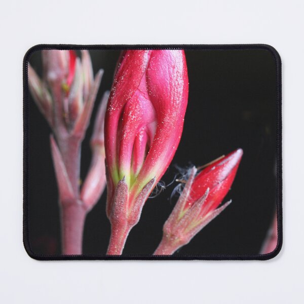 Item preview, Red macro designed and sold by Paul Pasco.