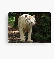 White Tiger "Omar" Canvas Print