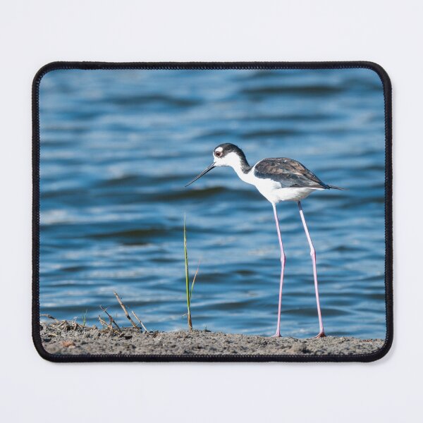 Item preview, Black-Necked Stilt by the Water's Edge designed and sold by Debra Martz.