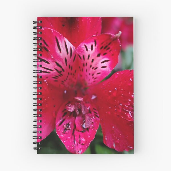 Item preview, Pink Red Peruvian Lily Alstroemeria Under The Rain designed and sold by vtspatial.