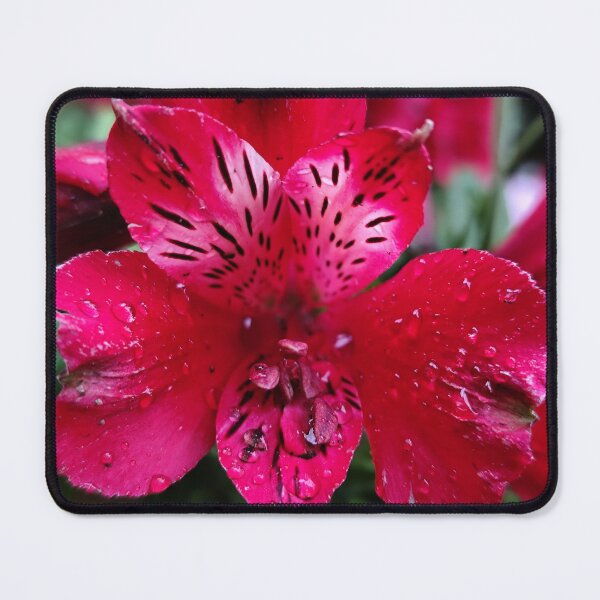 Item preview, Pink Red Peruvian Lily Alstroemeria Under The Rain designed and sold by vtspatial.