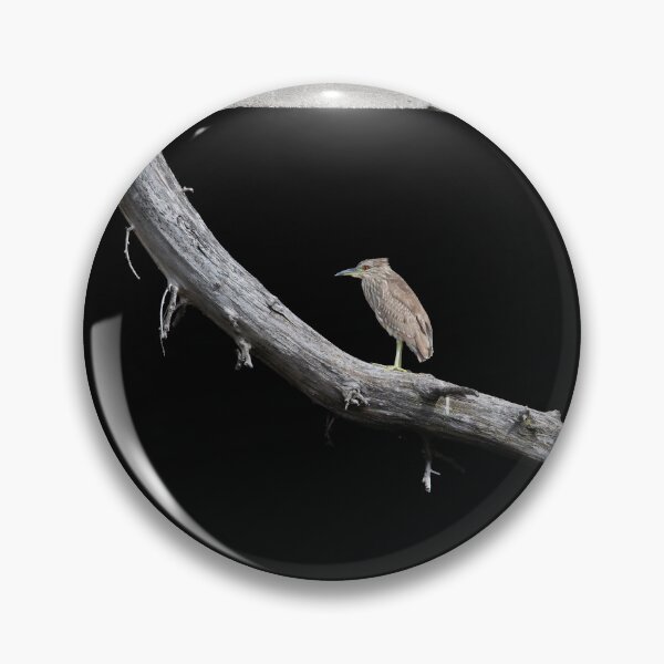 Item preview, Juvenile Black-crowned Night Heron 6-14-2026 designed and sold by Thomasyoung.