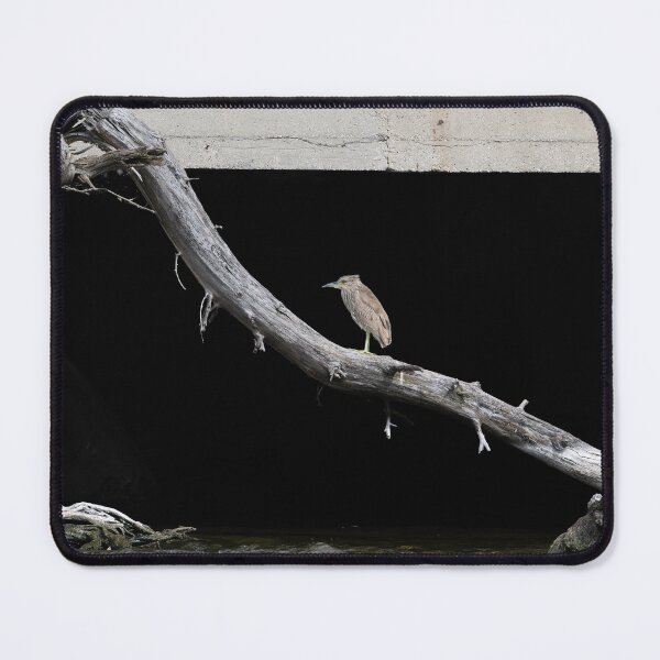 Item preview, Juvenile Black-crowned Night Heron 6-14-2026 designed and sold by Thomasyoung.
