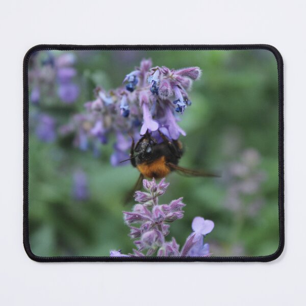 Item preview, Bumblebee Gathering Nectar | Purple Wildflower Nature Photography designed and sold by Cha-s-lens.
