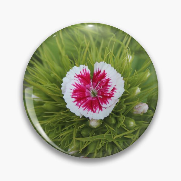 Item preview, Sweet William Flower Close-Up | Vibrant Botanical Photography designed and sold by Cha-s-lens.