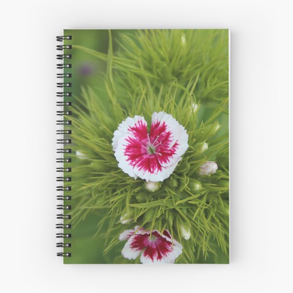 Item preview, Sweet William Flower Close-Up | Vibrant Botanical Photography designed and sold by Cha-s-lens.