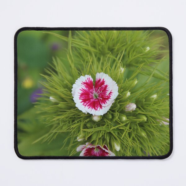 Item preview, Sweet William Flower Close-Up | Vibrant Botanical Photography designed and sold by Cha-s-lens.