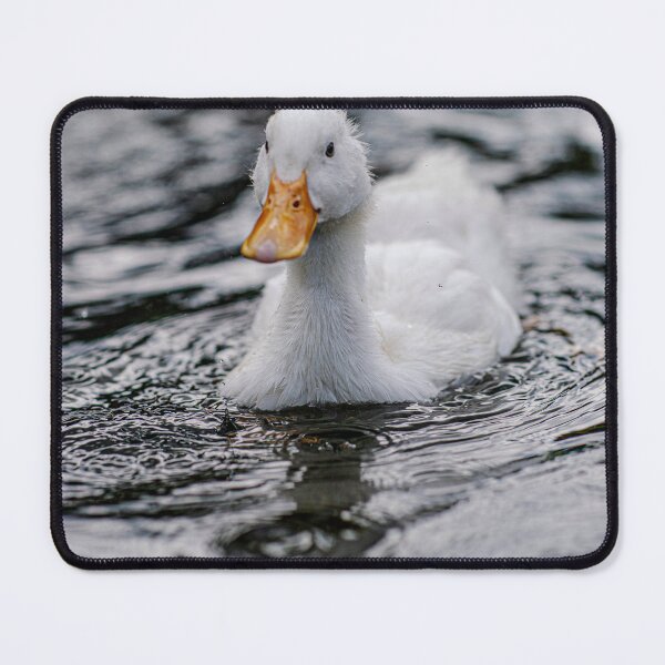 Item preview, White Duck Swimming on Calm Still Water designed and sold by picstroflex.