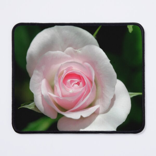 Item preview, Beautiful rose in summer garden designed and sold by olena2552.