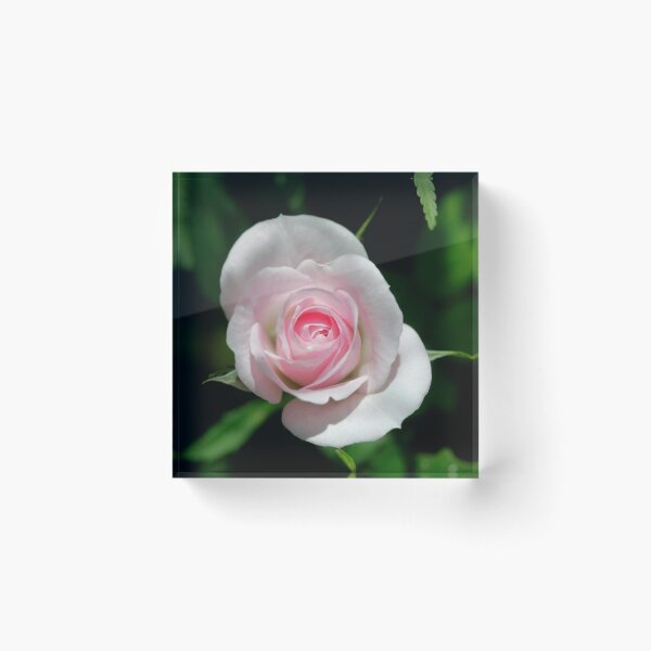 Item preview, Beautiful rose in summer garden designed and sold by olena2552.