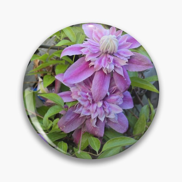 Item preview, Clematis Vine with Purple Beauties designed and sold by JoyousArt4u.