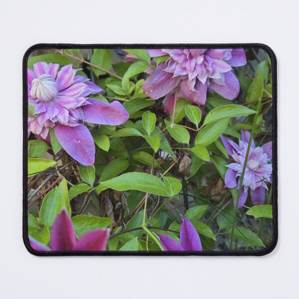 Item preview, Clematis Vine with Purple Beauties designed and sold by JoyousArt4u.