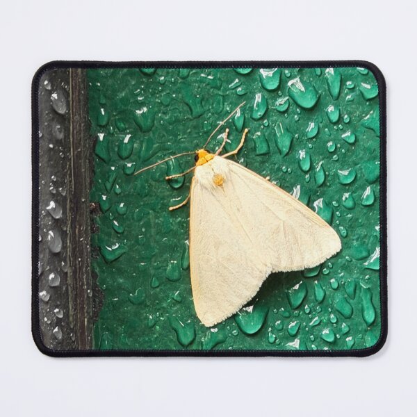Item preview, Clymene Moth designed and sold by Alice Kahn.