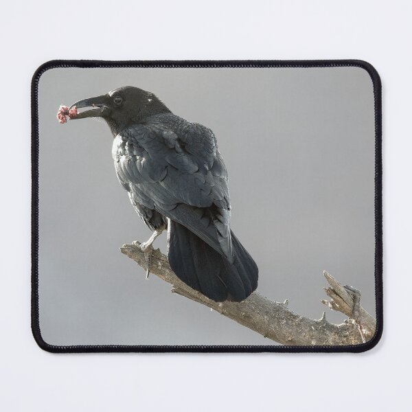 Item preview, Raven with a Morsel designed and sold by CarolM.