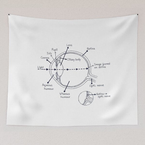 Item preview, Anatomy of the Human Eye Educational Diagram designed and sold by DariaOltes.